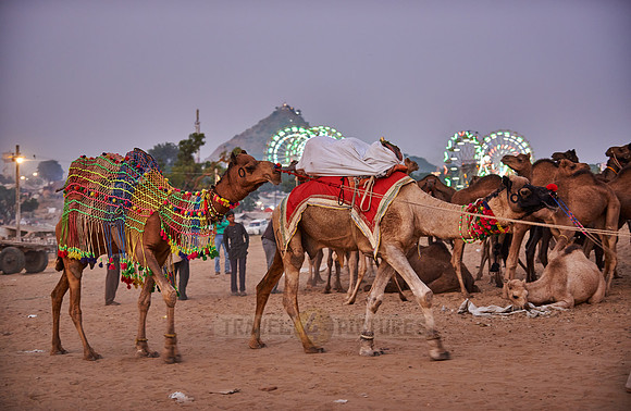 camels in front of the ferris wheels