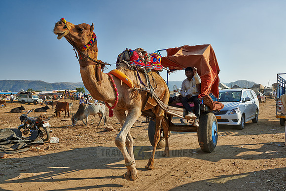 Camel pulling carriage on Puskar Mela