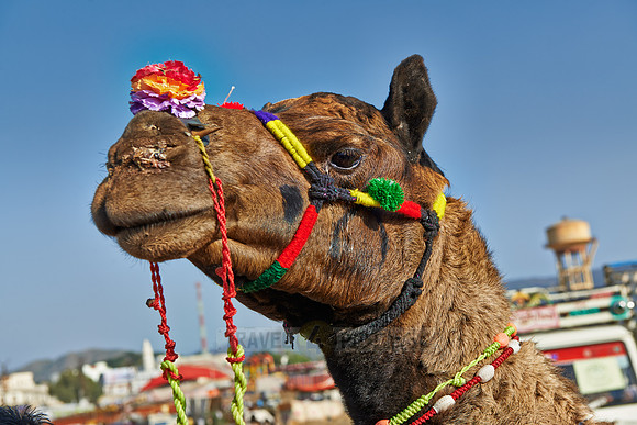 Puskar Mela