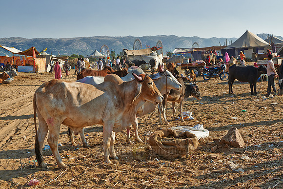 Puskar Mela