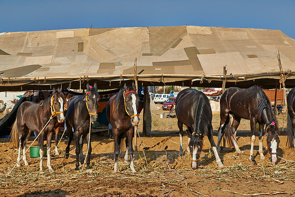 Puskar Mela