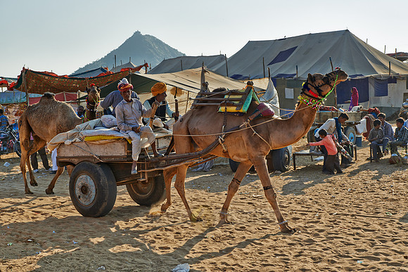 Camel pulling carriage on Puskar Mela