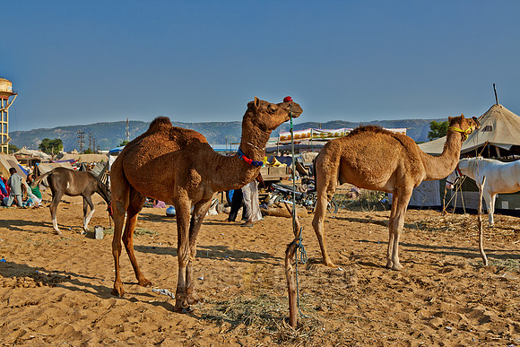 Puskar Mela