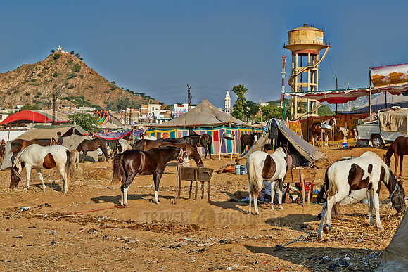 Puskar Mela