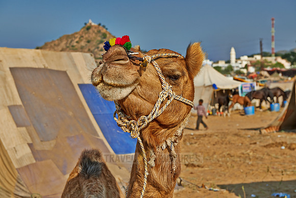 Puskar Mela