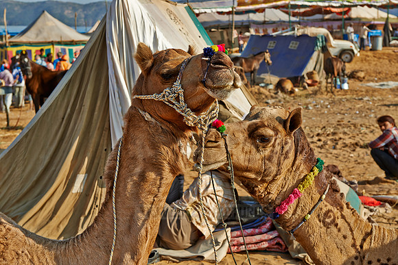 Puskar Mela