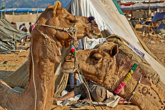 Puskar Mela