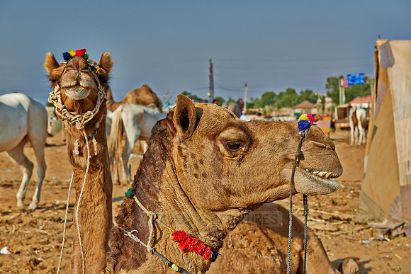 Puskar Mela