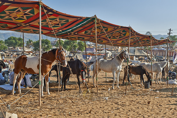 Puskar Mela