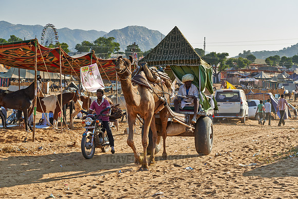 Camel pulling carriage on Puskar Mela