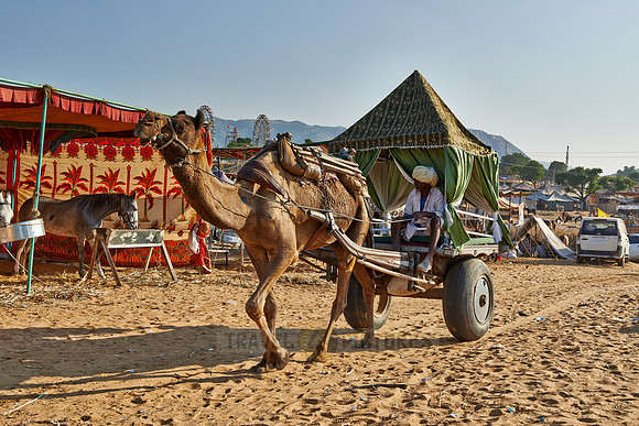 Camel pulling carriage on Puskar Mela