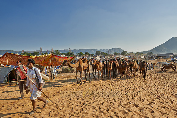 big herd of camels arriving on Puskar Mela