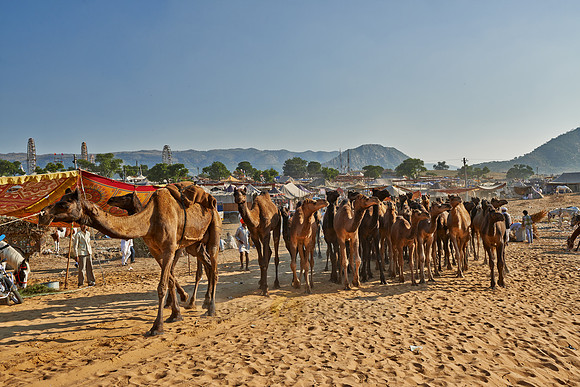 big herd of camels arriving on Puskar Mela