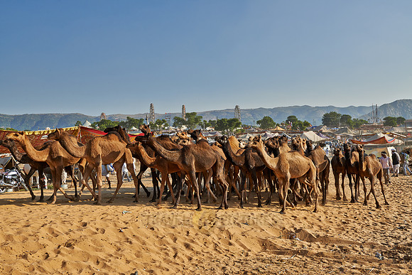 big herd of camels arriving on Puskar Mela