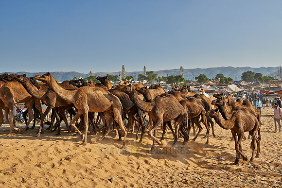big herd of camels arriving on Puskar Mela