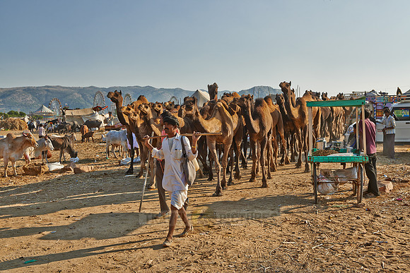 big herd of camels arriving on Puskar Mela