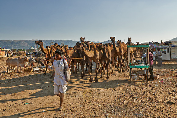 big herd of camels arriving on Puskar Mela