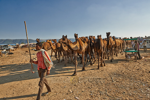 big herd of camels arriving on Puskar Mela