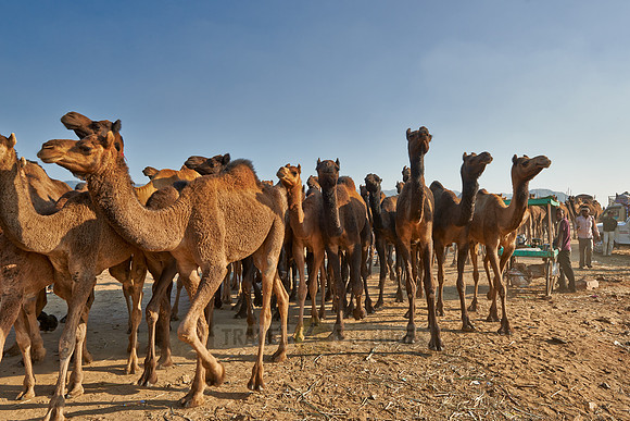 big herd of camels arriving on Puskar Mela