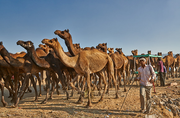 big herd of camels arriving on Puskar Mela