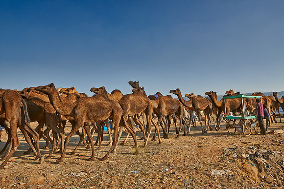 big herd of camels arriving on Puskar Mela