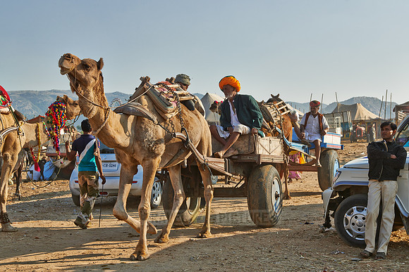 Camel pulling carriage on Puskar Mela