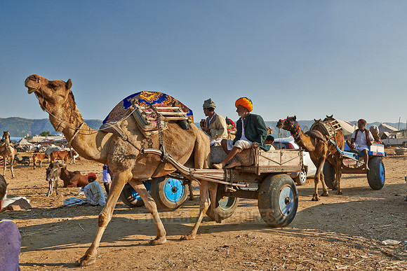 Camel pulling carriage on Puskar Mela