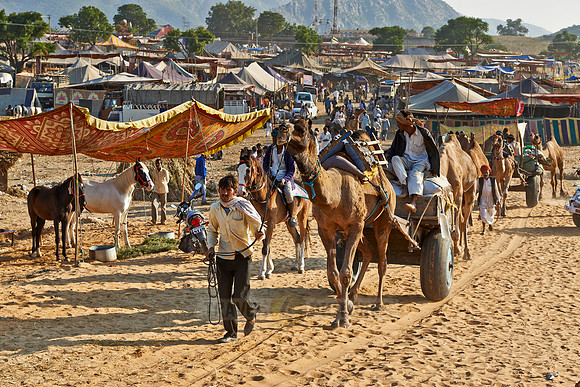 Camel pulling carriage on Puskar Mela