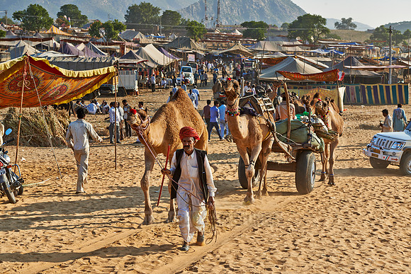 Camel pulling carriage on Puskar Mela
