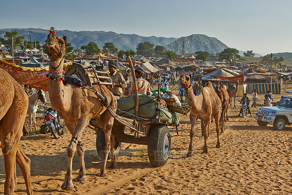 Camel pulling carriage on Puskar Mela