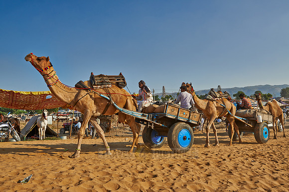 Camel pulling carriage on Puskar Mela