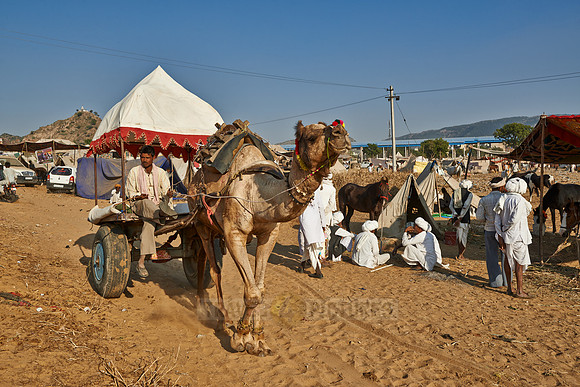 Camel pulling carriage on Puskar Mela
