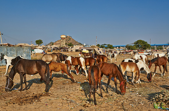 Puskar Mela