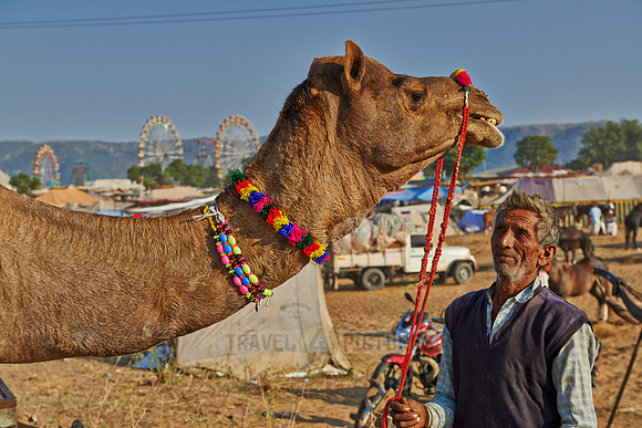 nomadic tribe man in between his camels