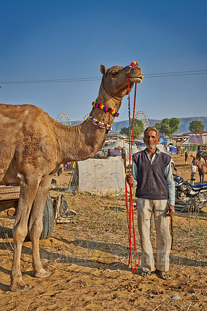 nomadic tribe man in between his camels