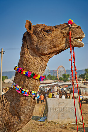 Puskar Mela