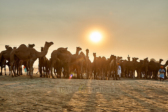 sunset over camel and livestock fair
