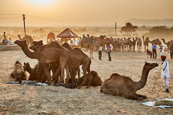 camels on livestock fair Puskar Mela