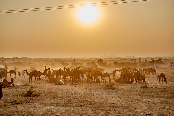 sunset over camel and livestock fair