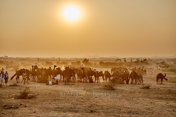 sunset over camel and livestock fair