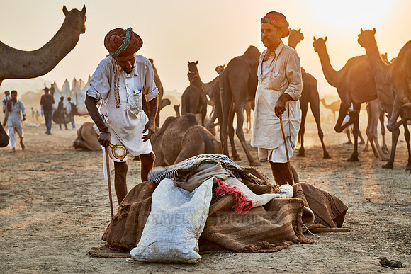 nomadic tribe men with traditional turbans, camel and livestock fair