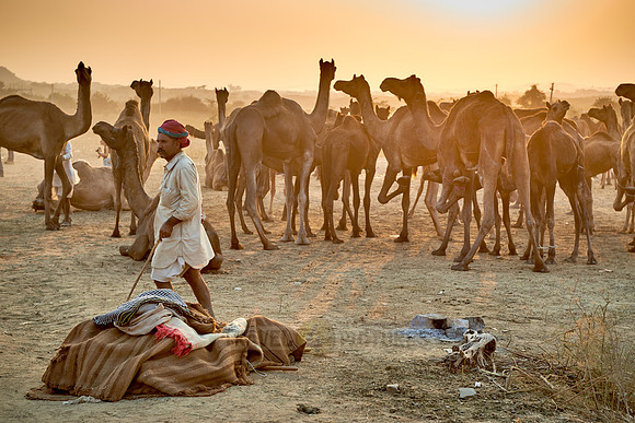 nomadic tribe men with traditional turbans, camel and livestock fair