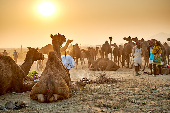 sunset over camel and livestock fair