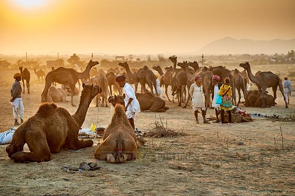 sunset over camel and livestock fair