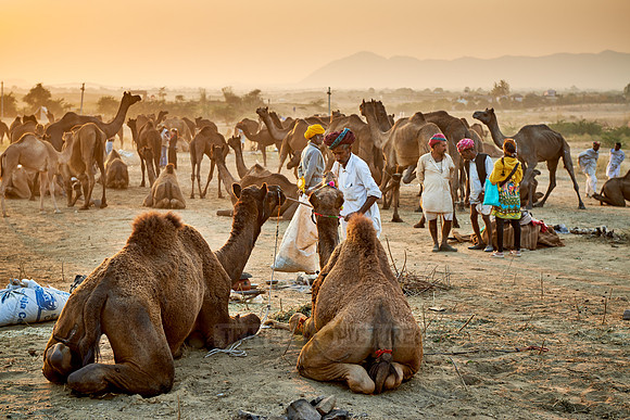 nomadic tribe men with traditional turbans, camel and livestock fair