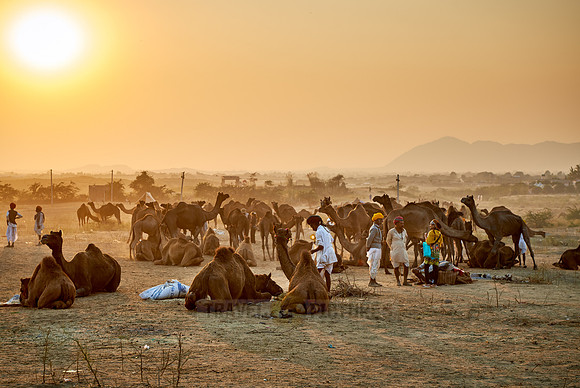 sunset over camel and livestock fair