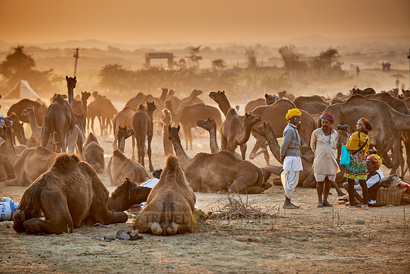 sunset over camel and livestock fair