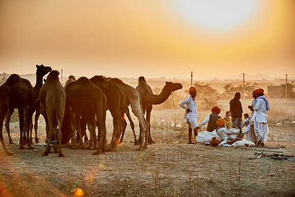 nomadic tribe men with traditional turbans, camel and livestock fair