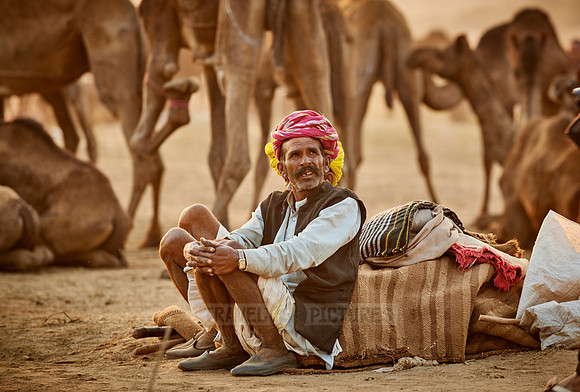nomadic tribe men with traditional turbans, camel and livestock fair