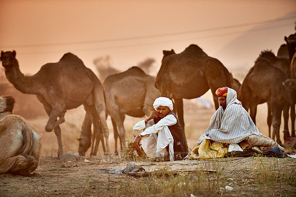 nomadic tribe men with traditional turbans, camel and livestock fair